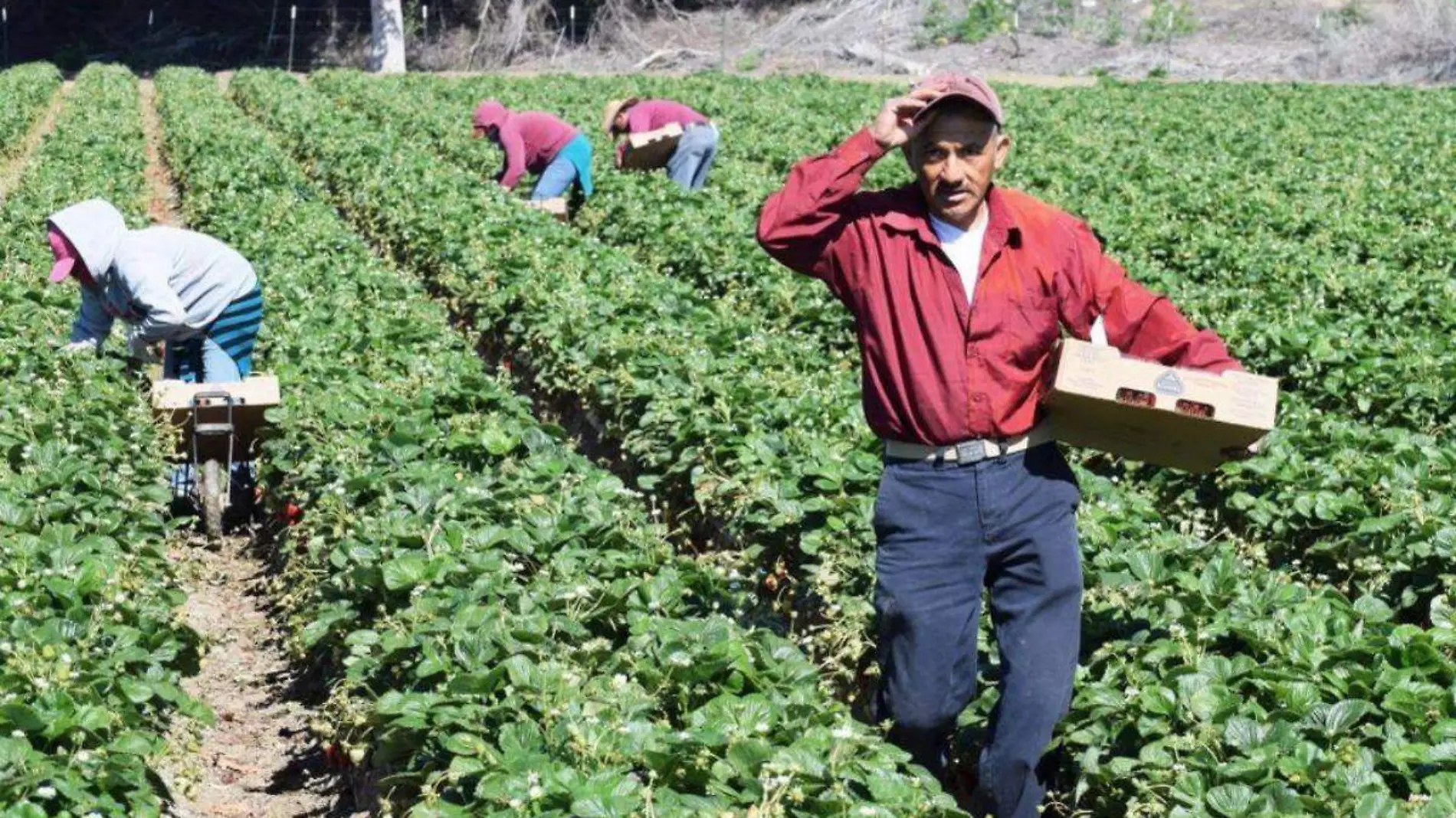 Sector agrícuola vive una crisis financiera